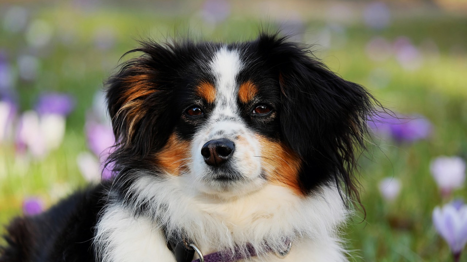 Colliers anti-aboiement pour chiens : une solution adaptée à chaque besoin