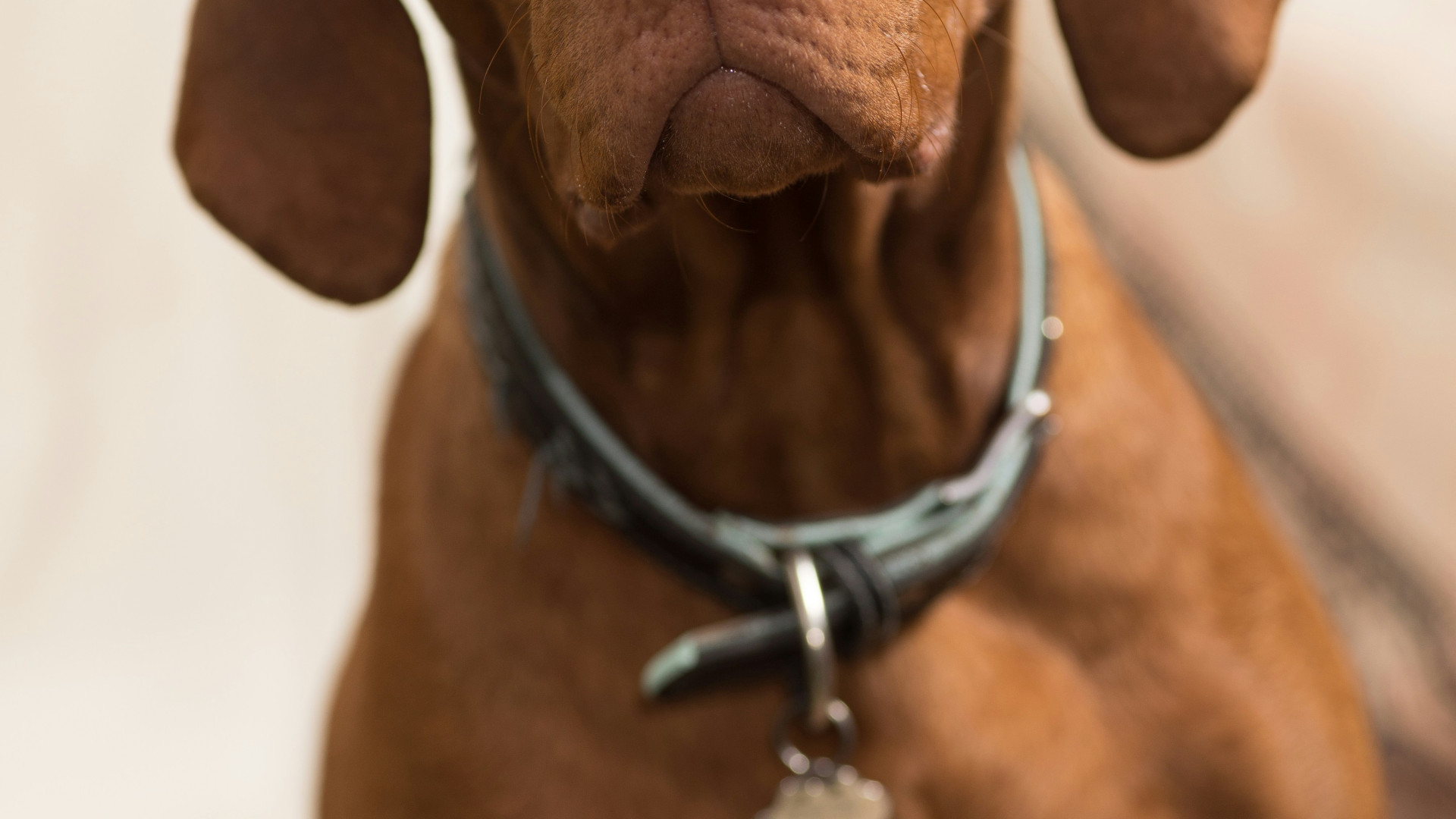 Bijoux commémoratifs : comment garder vos animaux près de votre cœur ?